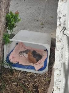 two kittens laying in a litter box on the ground at Erodios Apartments in Kalyves