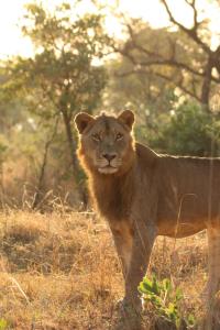 un león parado en la hierba en un campo en Mdluli Safari Lodge, en Hazyview