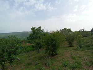 BIO FARMA في تيرانا: ميدان فيه اشجار وشجيرات على تلة