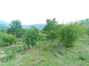 BIO FARMA في تيرانا: مجموعة اشجار التفاح في الميدان