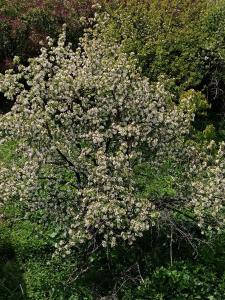 a flowering plant with white flowers in a field at Belas guesthouse in Stepantsminda