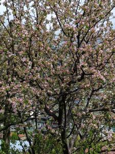 a tree with pink flowers on it in front of a building at Belas guesthouse in Stepantsminda