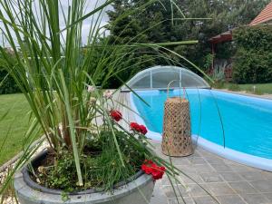 a plant in a pot next to a swimming pool at House Apartment am See in Markkleeberg