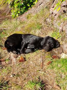a black dog is laying in the grass at Sanachan in Kishorn