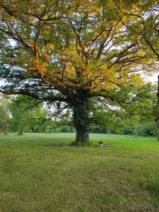 un perro parado bajo un árbol en un campo en GITE DE LA JANIERE, en Sainte-Luce-sur-Loire