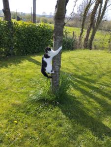 a black and white cat climbing up a tree at Le cottage normand in Saint-James +29 photos