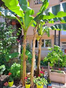 un groupe de bananiers dans un jardin dans l'établissement Violit Apartments&Restaurant, à Sutomore