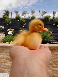 a person holding a baby duck in their hand at Agriturismo Il Moro in Gubbio