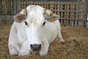 グッビオにあるAgriturismo Il Moroの干し草に横たわる白牛