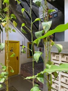 a room with a bed and some green plants at Banana Homestay in Banyuwangi