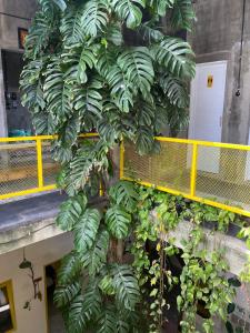 a large green plant on the side of a building at Banana Homestay in Banyuwangi