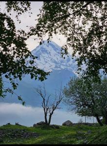 a snow covered mountain in the distance behind trees at Crystal Kazbegi in Kazbegi