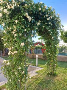 an arch with white roses in a park at La Casa di Pitti in Anacapri