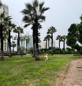 un cane che cammina in un parco con palme di Modern 1BR Loft close to the seawalk of Miraflores a Lima