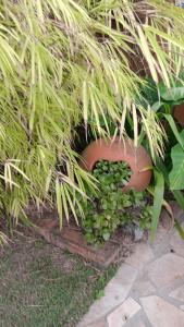 a small planter with green plants in the grass at Solar Lisboa 100 m da Praia com vista para mar in Balneário Camboriú