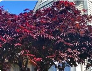Fotografie z fotogalerie ubytování Marine Dr Station Room in a House v destinaci Vancouver