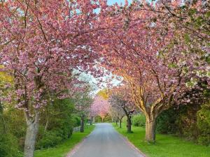 a road lined with trees with pink flowers at 4 person holiday home in Gilleleje in Gilleleje