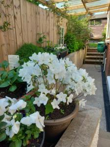 WAVENEY في بلفاست: حديقة بها زهور بيضاء في بيت زجاجي