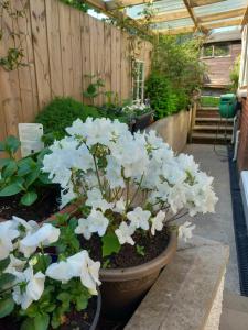 a garden with white flowers in a greenhouse at WAVENEY in Belfast