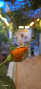 Afbeelding uit fotogalerij van Thanmirth Ghardaia in El Ateuf