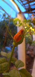 Afbeelding uit fotogalerij van Thanmirth Ghardaia in El Ateuf