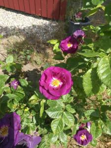 Φωτογραφία από το άλμπουμ του Charmig stuga med vackra vyer σε Skåne-Tranås