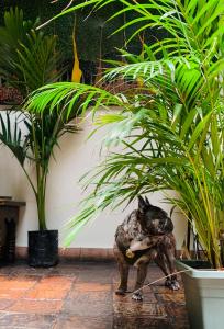 Afbeelding uit fotogalerij van Hotel Posada de San Agustin in Tunja
