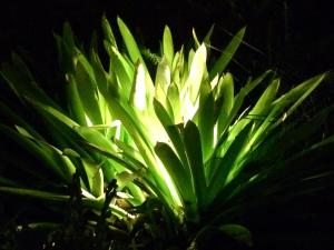 Um jardim em Castelar da Alvorada