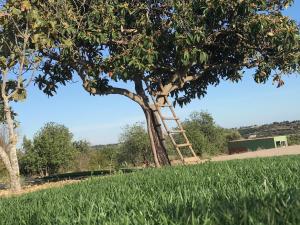 a ladder in a tree in a field at Tavira-Quinta da Janela Azul in Tavira +283 photos