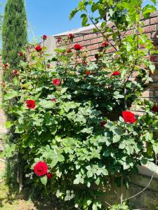 um arbusto de rosas vermelhas em frente a uma parede de tijolos em Himalayan Sun Cottage em Srinagar