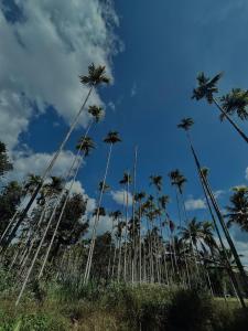 a group of palm trees in front of a blue sky at 4 Bedroom Jungle Villa in Panamaram +19 photos
