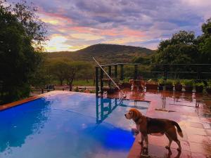 白河的住宿－Jade Mountain Cottage 玉山小屋，一只狗站在游泳池旁