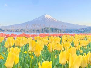 a field of yellow and red tulips with a mountain in the background at HAOSTAY河口湖美術館前. in Fujikawaguchiko