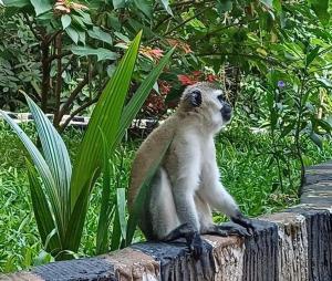 a monkey sitting on top of a tree stump at Green Garden Hostel in Arusha