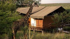 une girafe debout devant un bâtiment dans l'établissement Green Garden Serengeti Luxury Tented Camp, à Banagi