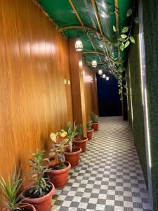 Cozy homestay Varanasi في فاراناسي: ممر مع صف من النباتات الفخارية على الحائط