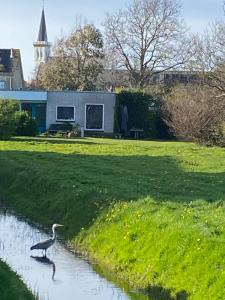 een vogel die in het water loopt in een veld bij Bed and Breakfast Oomes Huus in Den Hoorn