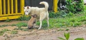Ospiti di Forest Healing Park Cheongyu con animali domestici