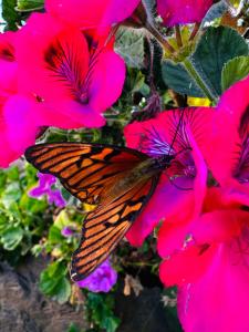 a butterfly sitting on top of pink flowers at Tukuypaj Amantani in Amantani