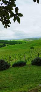 a field of green grass with a bunch of vines at Agriturismo Bagnaia in San Quirico dʼOrcia
