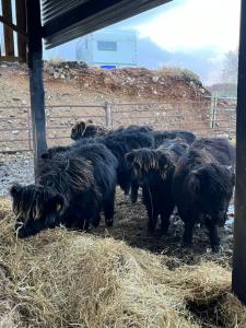 Altri animali domestici presso la casa vacanze o nei dintorni