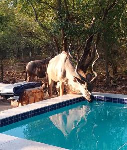 - une vache avec des cornes d'eau potable provenant de la piscine dans l'établissement Sonador Bush House, à Marloth Park