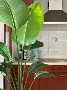 a green plant in a kitchen next to a counter at Nice, spacious and bright apartment in Thermi, Thessaloniki. in Thérmi