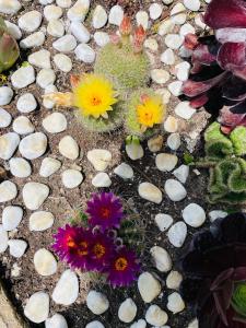 um grupo de flores no chão com pedras em Mas Lou Piastoun em Fayence