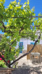 a tree with green leaves in front of a building at Kamaraki Aroniadika in Kythira