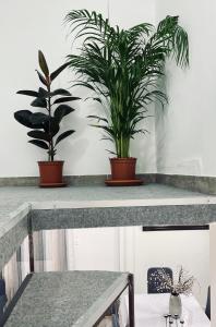 two potted plants sitting on top of a table at Your Seaside Escape in Oropos in Skala Oropou
