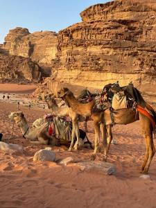 a group of camels standing in the desert at Hashem desert camp in Wadi Rum