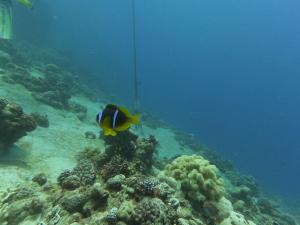 a fish on a coral reef in the ocean at Lemon garden apartment in Aqaba