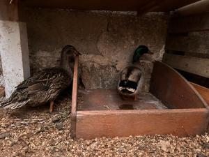 Dwie kaczki stoją w drewnianym pudełku. w obiekcie La Petraia w mieście Magliano