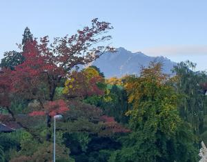 a forest of trees with mountains in the background at Moderne Gästesuite in Lucerne
